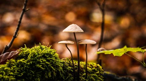 Urban Magic Mushrooms and Mental Health: Unlocking the Therapeutic Potential of Psychedelics
